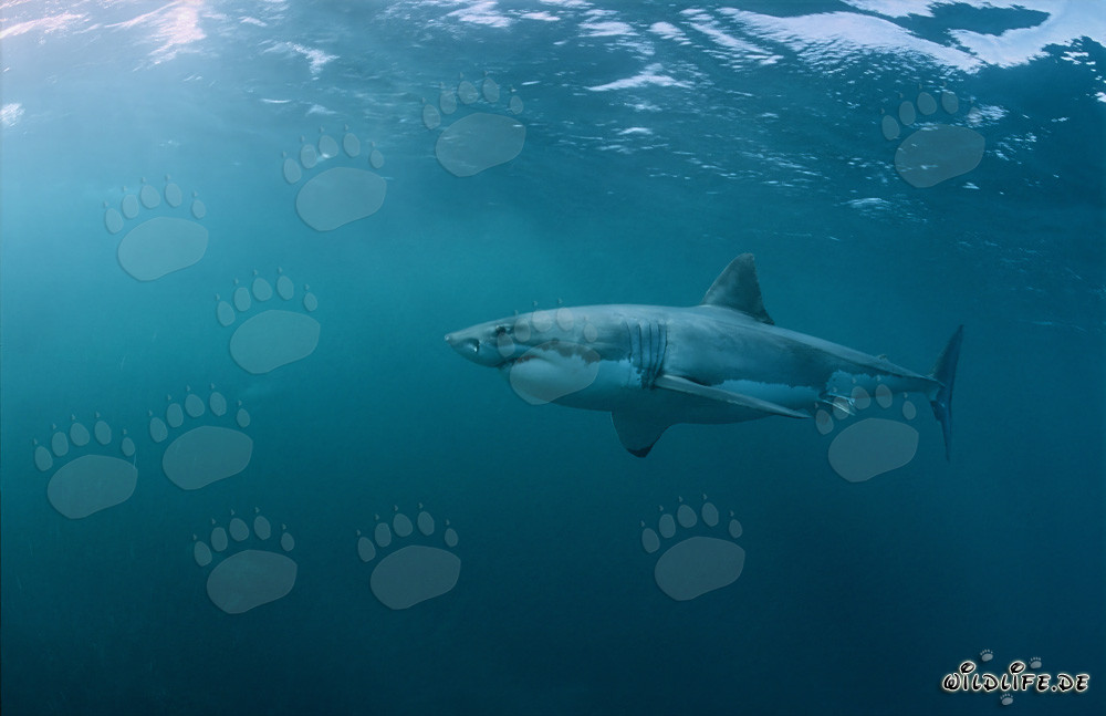 Fascinant Grand Requin Blanc au large des côtes d'Afrique du Sud