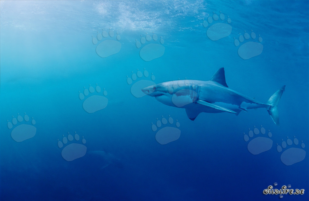 Grand requin blanc imposant rencontre deux bébés requins