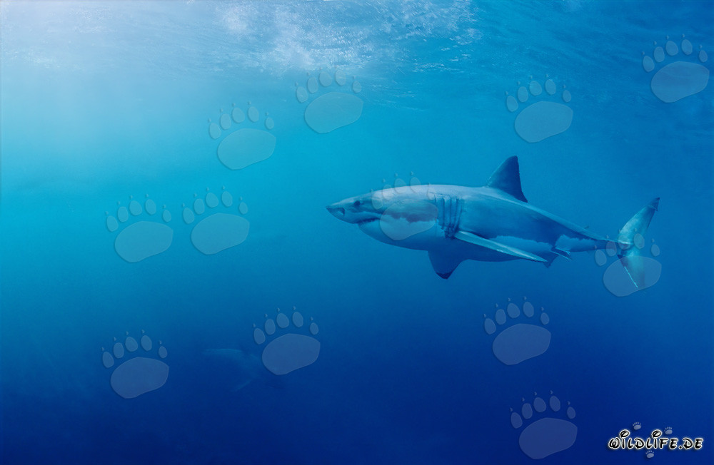 Great White Shark looking at two baby sharks