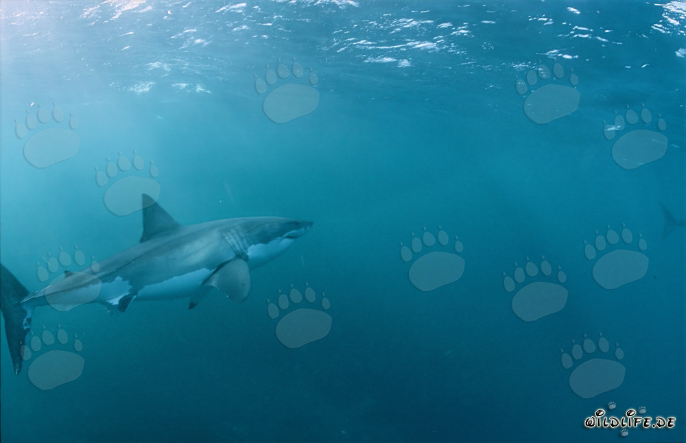 Grand requin blanc nage majestueusement vers la surface de la mer