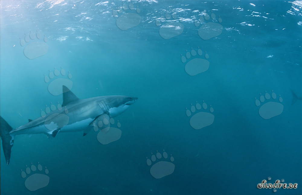 Impressive Great White shark majestically swimming towards the ocean surface