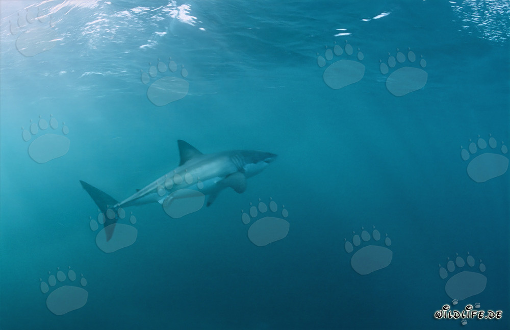 Grand requin blanc fascinant nage vers le haut