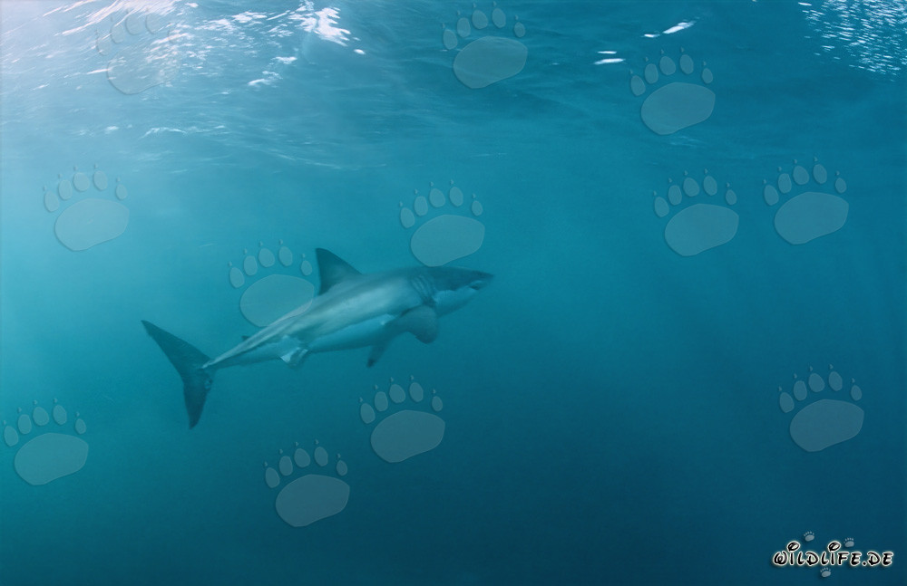 Fascinating Great White Shark swimming upwards