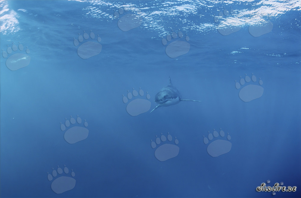 Jeune Requin Blanc : Vulnérable et en danger