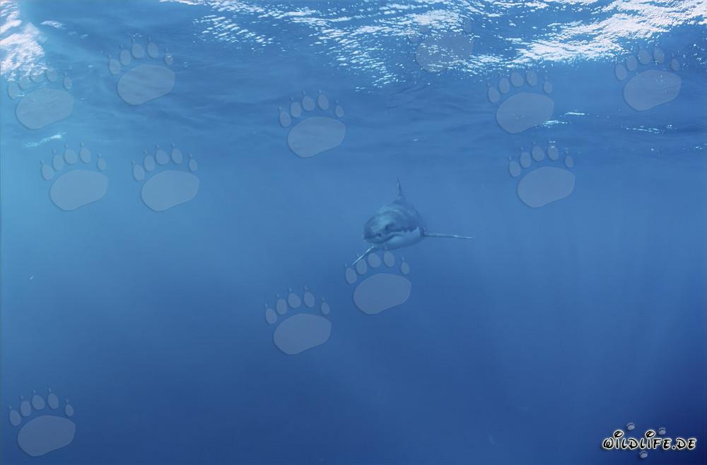 Tiburón Blanco Bebé: Vulnerable y en peligro