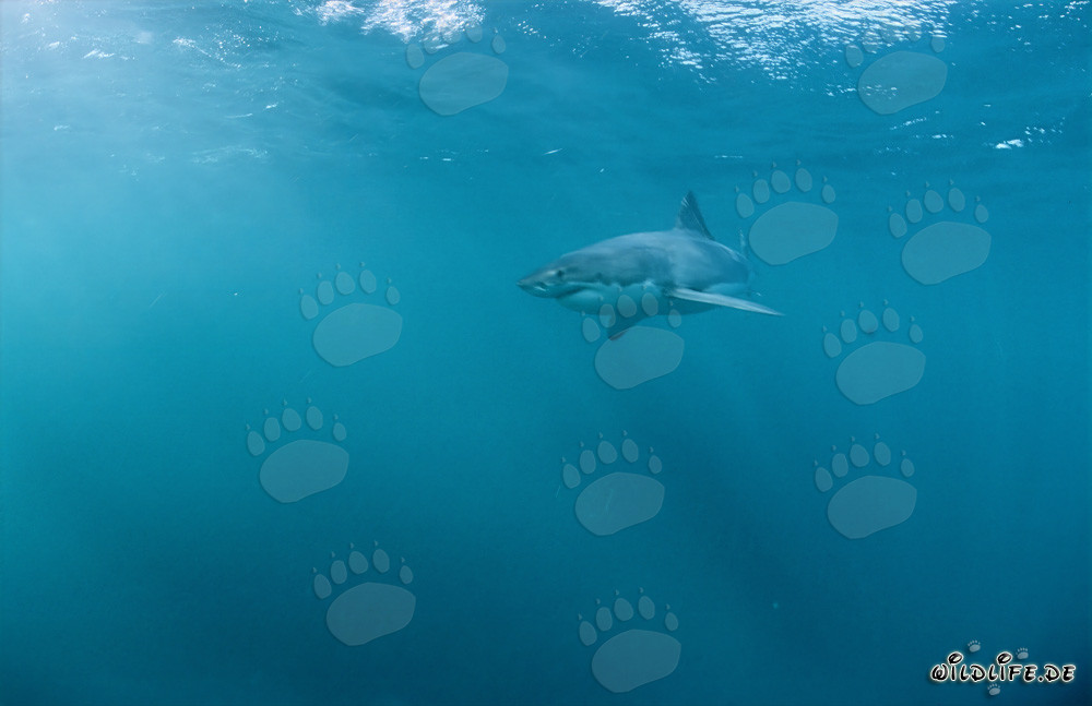 Grand requin blanc : Maître du camouflage et roi des mers