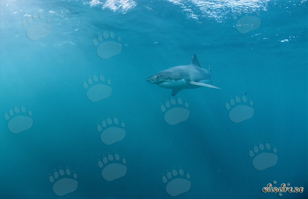Great White Shark: Master of Camouflage and Ruler of the Seas