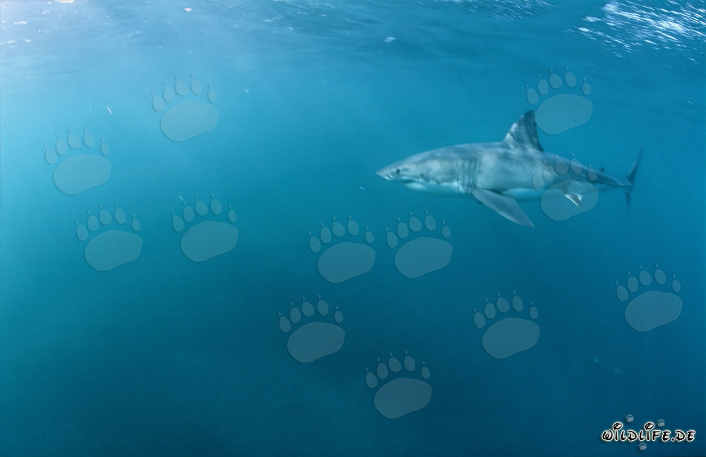 Nageoire pectorale imposante du Grand Requin Blanc presque palpable