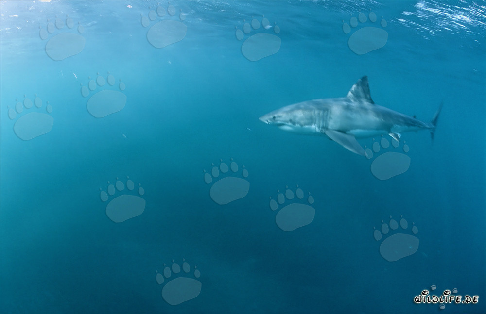 Impressive pectoral fin of the Great White Shark almost within reach