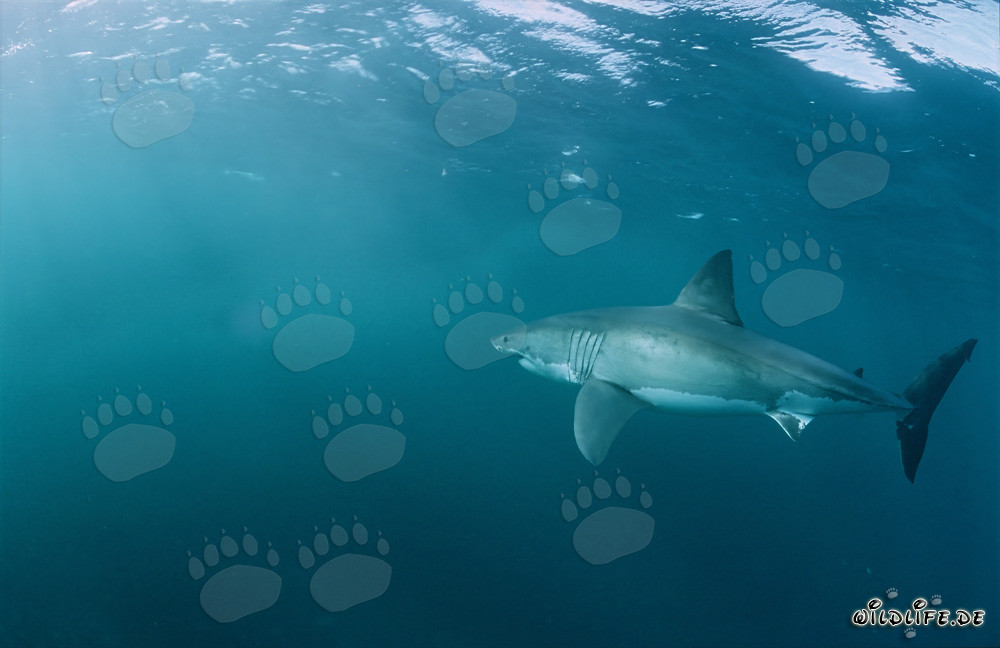 Great White Shark near Geyser Rock and Dyer Island off the coast of South Africa