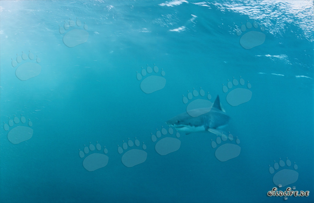 Grand requin blanc impressionnant au large des côtes sud-africaines