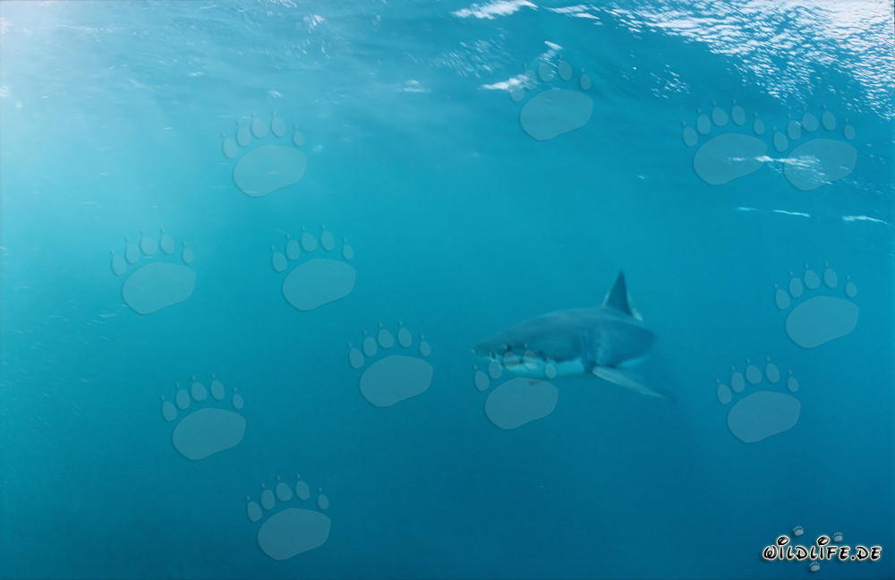 Impresionante Gran Tiburón Blanco frente a la costa de Sudáfrica