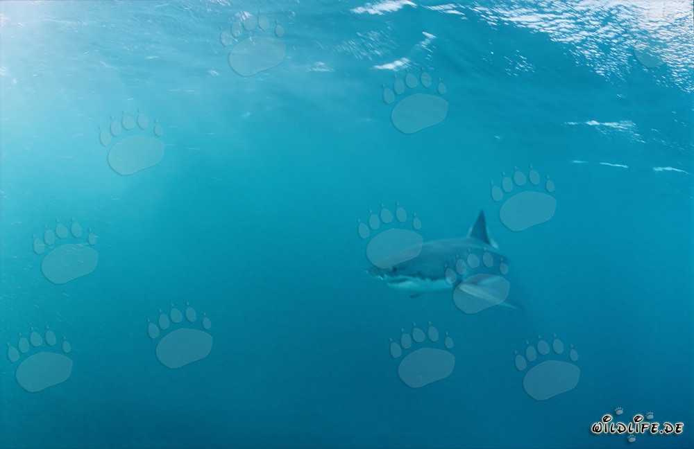 Impressive Great White Shark off the coast of South Africa