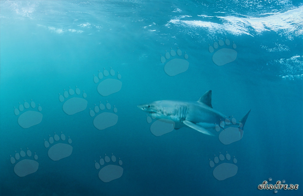 Fascinating Sea Predator Great White Shark off the Coast of South Africa