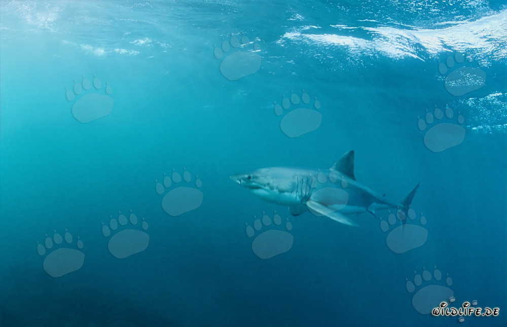 Fascinant chasseur marin Requin blanc au large des côtes sud-africaines