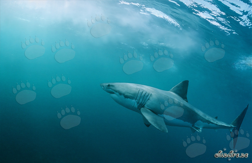 Grand requin blanc imposant - prédateur marin