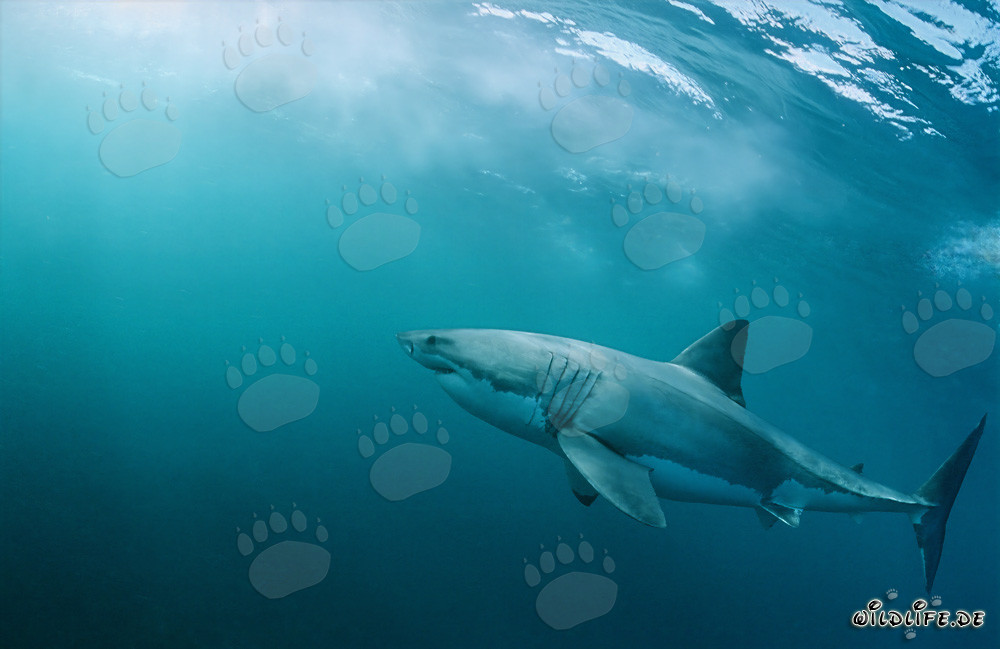 Impressive Great White Shark - Ocean Predator