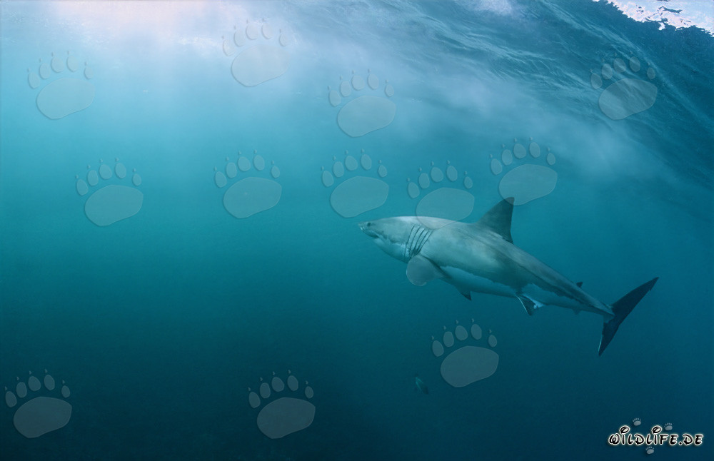Grand requin blanc majestueux nage vers la lumière filtrante