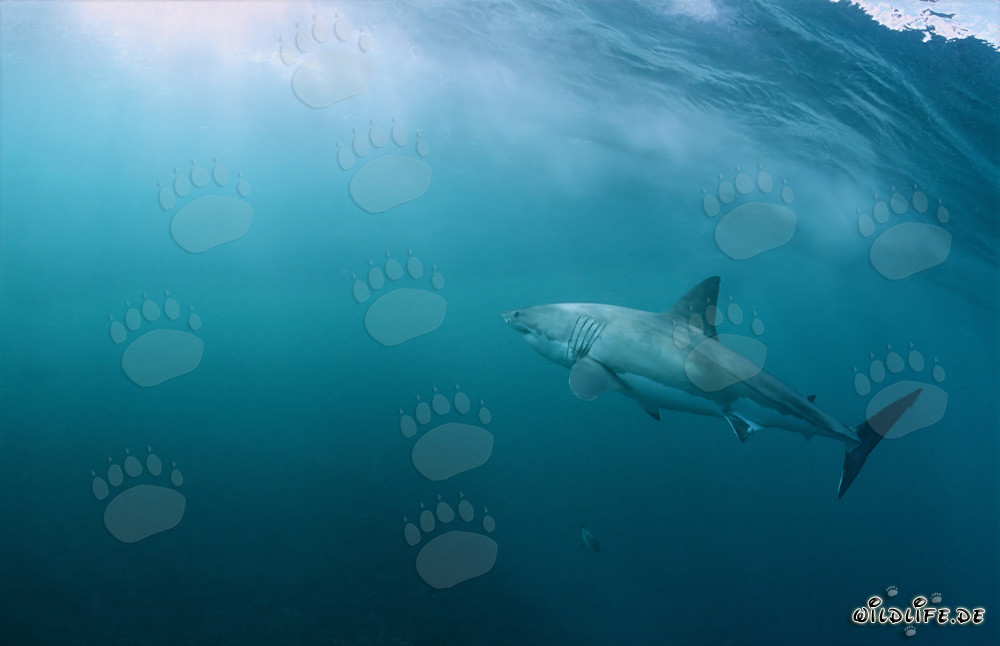 Majestic Great White Shark swimming towards the light