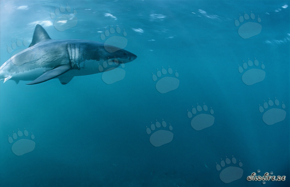 Great White Sharks in their natural habitat off the coast of South Africa
