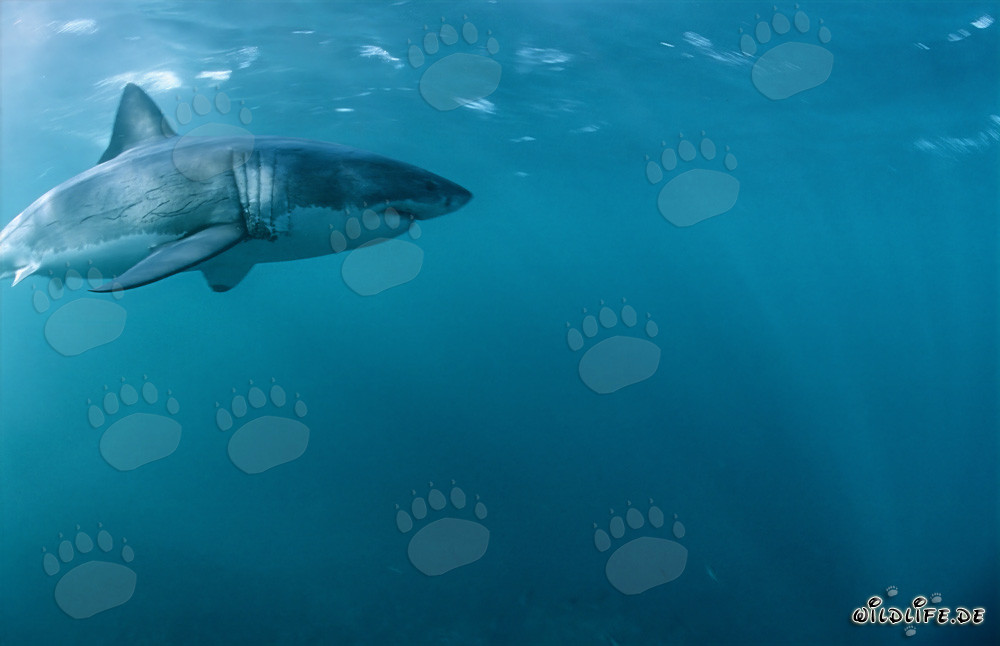 Les grands requins blancs dans leur habitat naturel au large de la côte sud-africaine