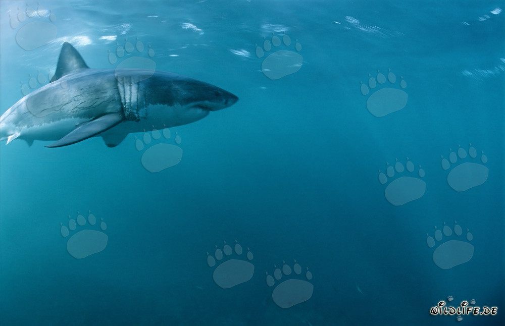 Tiburones blancos en su hábitat natural frente a la costa de Sudáfrica