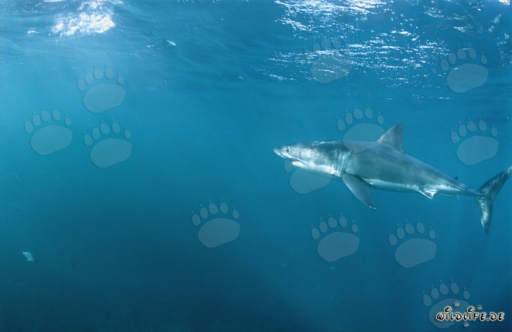 Un majestuoso gran tiburón blanco en una zona con numerosas focas
