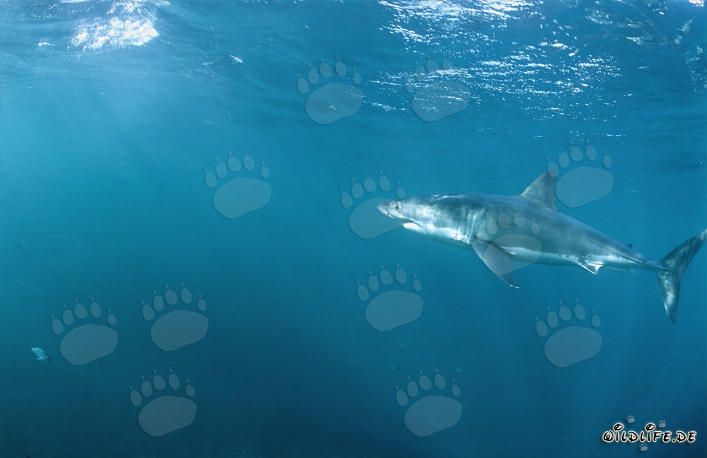 Un majestueux grand requin blanc dans une zone avec de nombreuses otaries