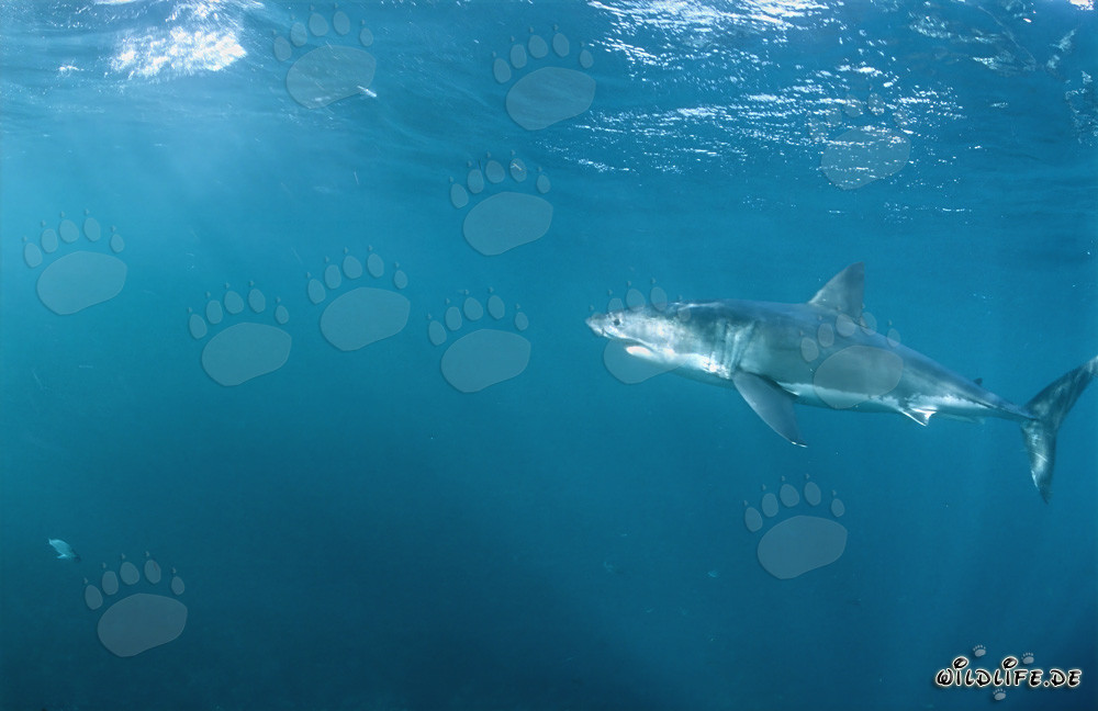 A Majestic Great White Shark in an area teeming with seals