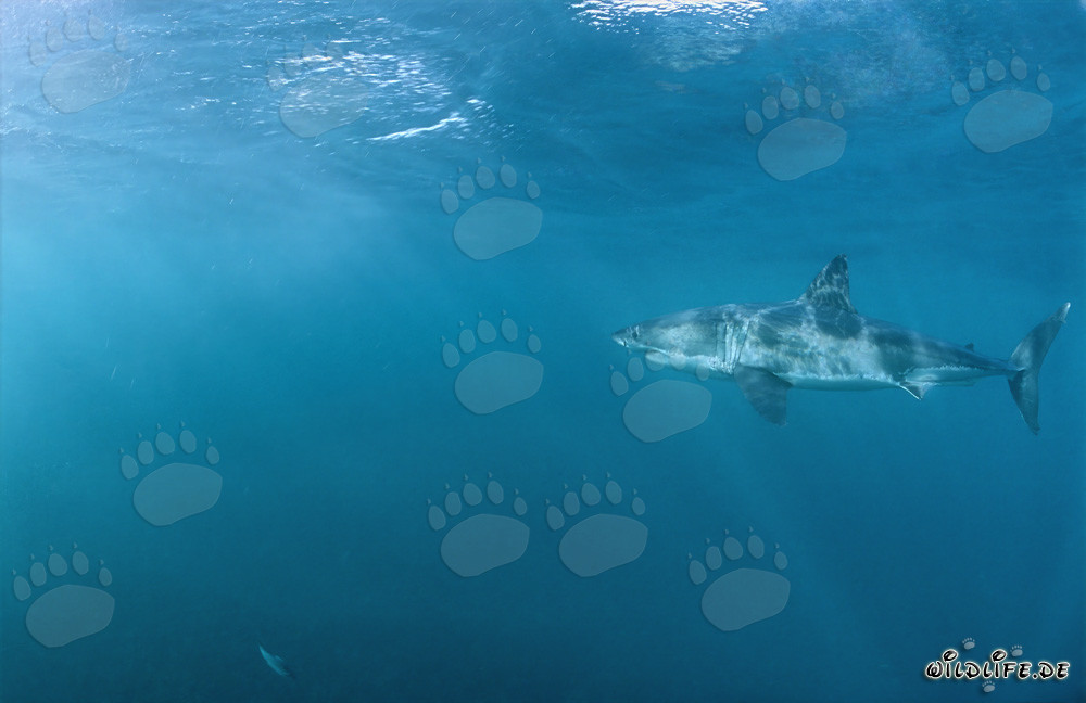 Grand requin blanc fascinant dans un environnement riche en phoques au large des côtes sud-africaines