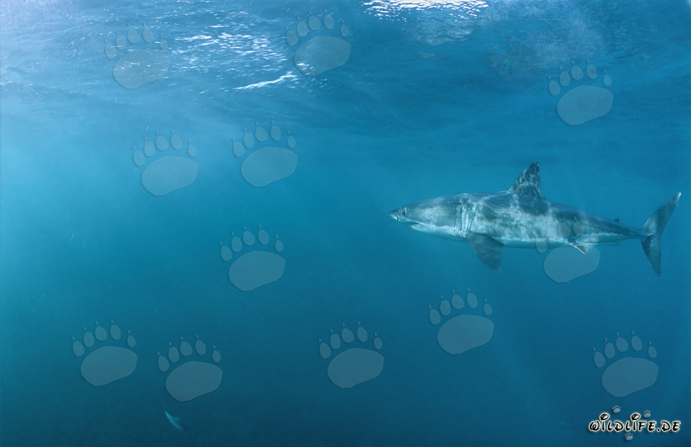Fascinating Great White Shark in seal-rich environment off the coast of South Africa