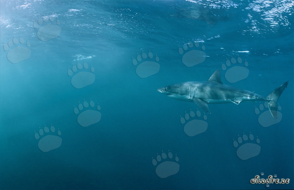 Gran tiburón blanco observa fascinado una colonia de leones marinos