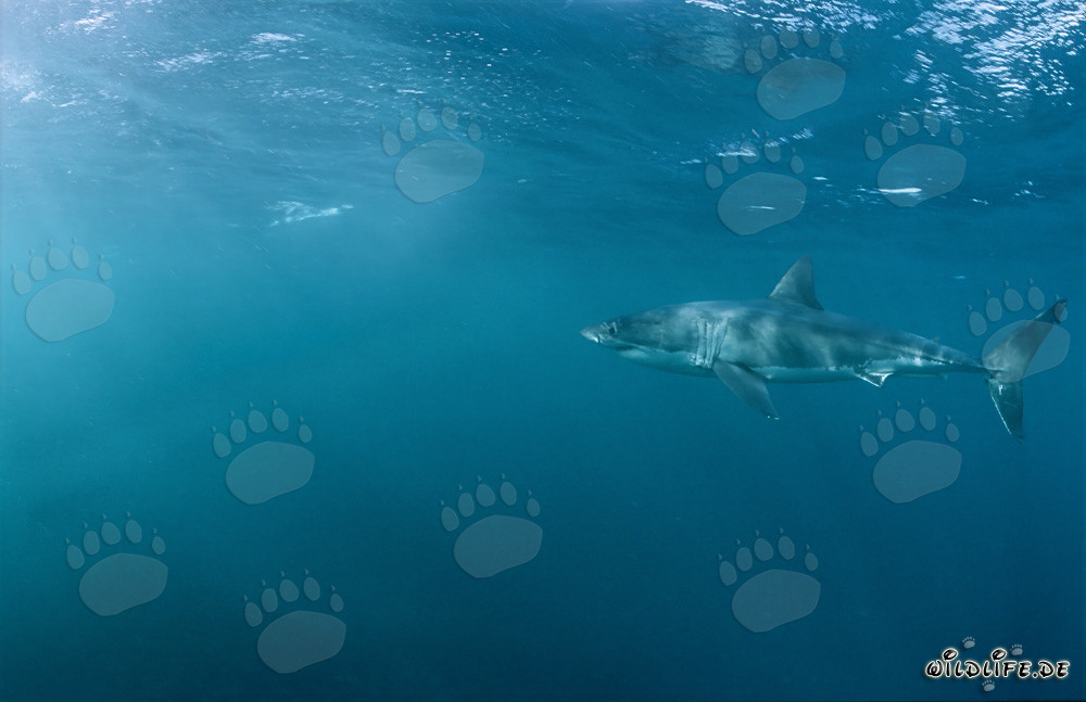 Grand requin blanc observant fasciné une colonie d'otaries à fourrure