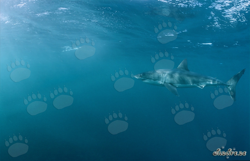 Great White Shark is fascinated by a colony of fur seals