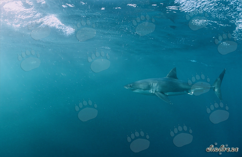 Fascinating Great White Shark near Geyser Rock in South Africa