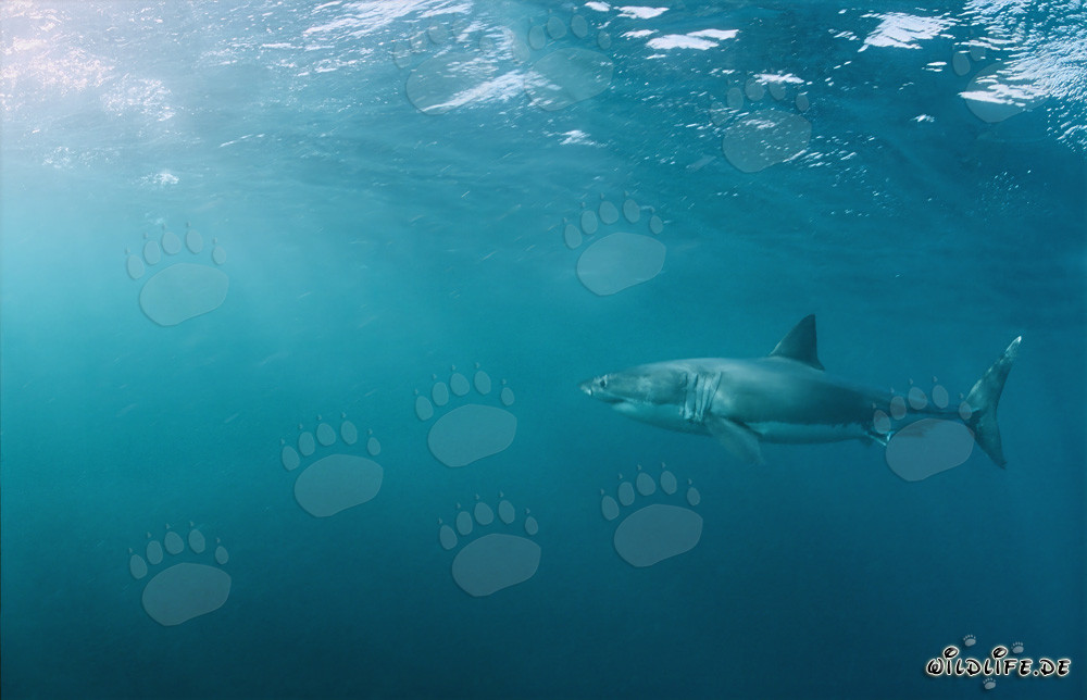 Grand requin blanc majestueux au large des côtes sud-africaines