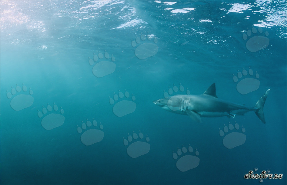 Majestic Great White Shark off the Coast of South Africa