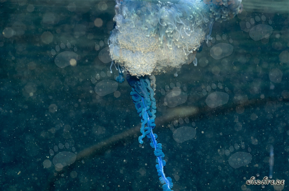 Maestoso squalo bianco nuota elegantemente nell'acqua
