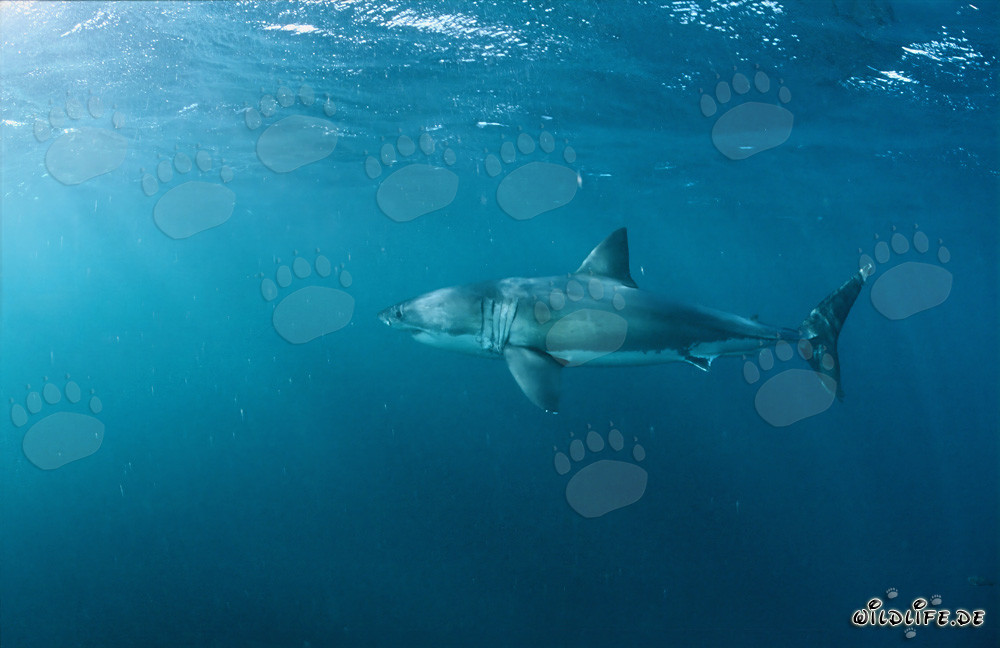 Great White Shark near the seal colony of Geyser Rock