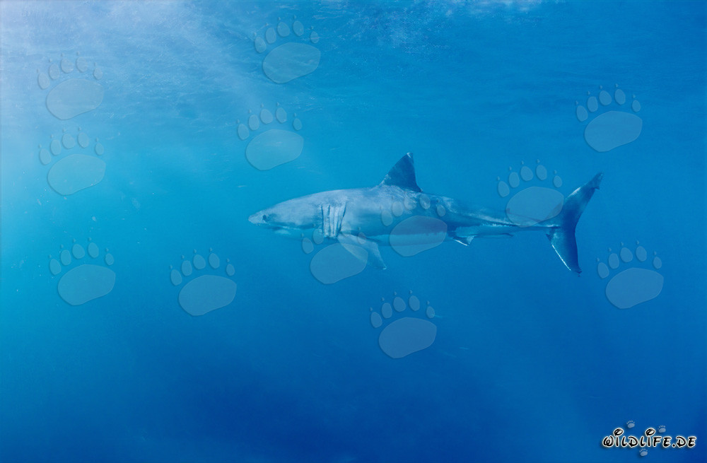 Chasseur impressionnant des océans : Majestueux Grand Requin Blanc