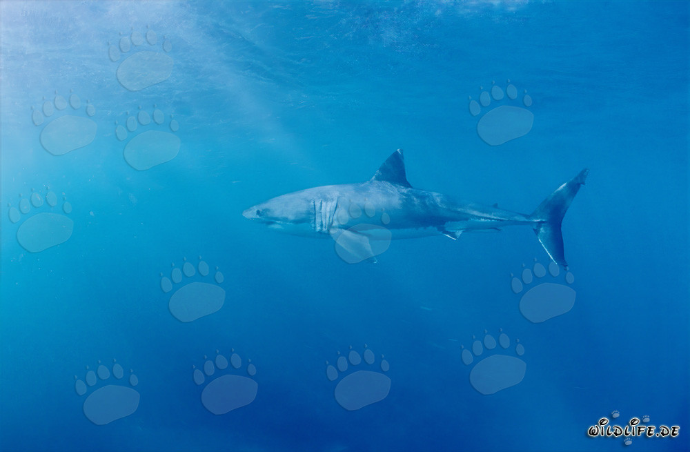 Impressive Hunter of the Oceans: Majestic Great White Shark