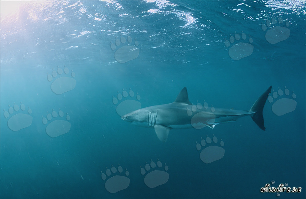 Gran tiburón blanco cazando focas de piel frente a la costa de Sudáfrica