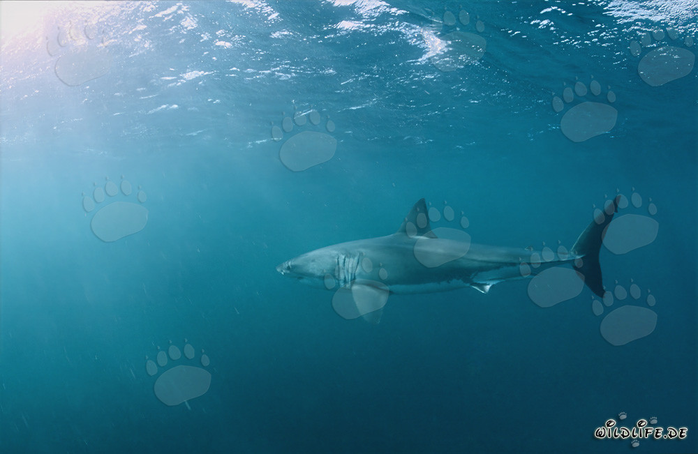 Grand requin blanc chassant des otaries à fourrure au large des côtes d'Afrique du Sud