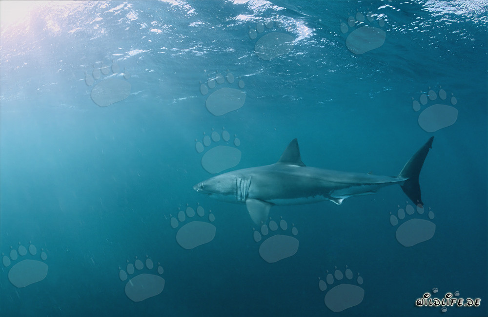 Great White Shark hunting for fur seals off the coast of South Africa