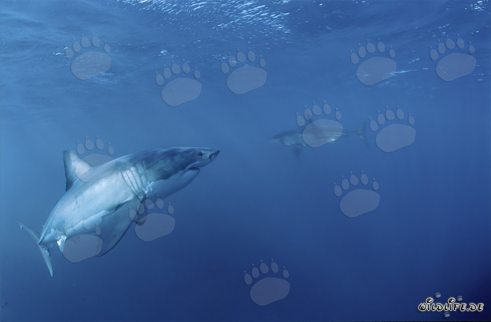 Grand requin blanc rencontre un bébé requin blanc