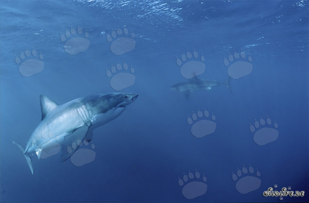 Great White Shark encounters a Great White Shark baby