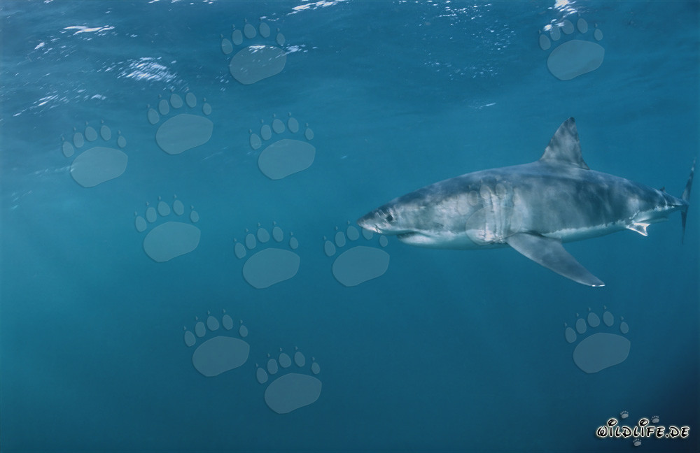 Le Grand Requin Blanc - Fascinant Chasseur des Mers au Large de la Côte Sud-Africaine