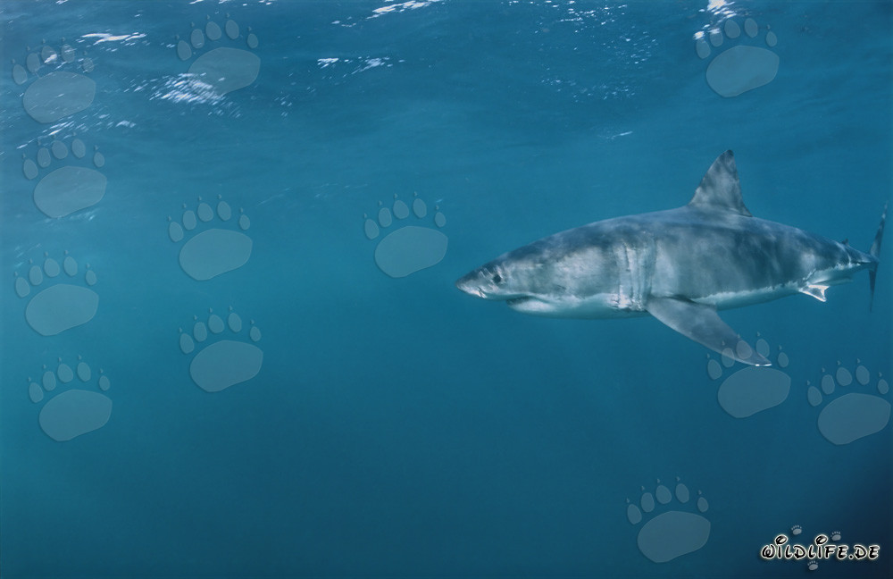 The Great White Shark - Fascinating Marine Predator off the Coast of South Africa