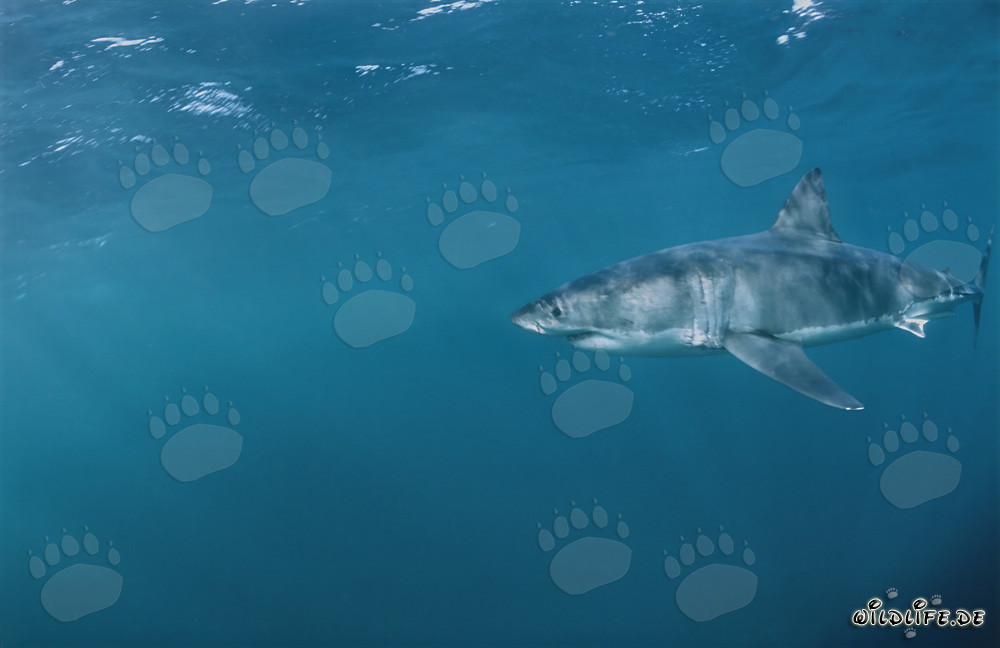 Lo Squalo Bianco - Affascinante Predatore Marino al Largo della Costa Sudafricana
