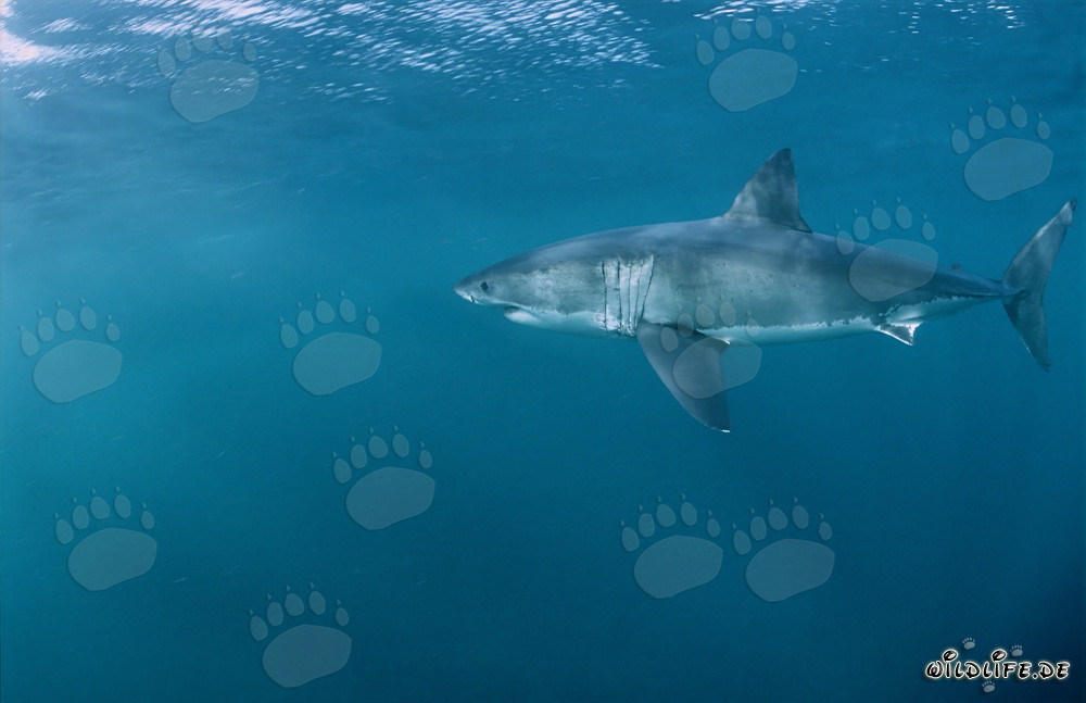 Elegance and Fascination: Great White Shark